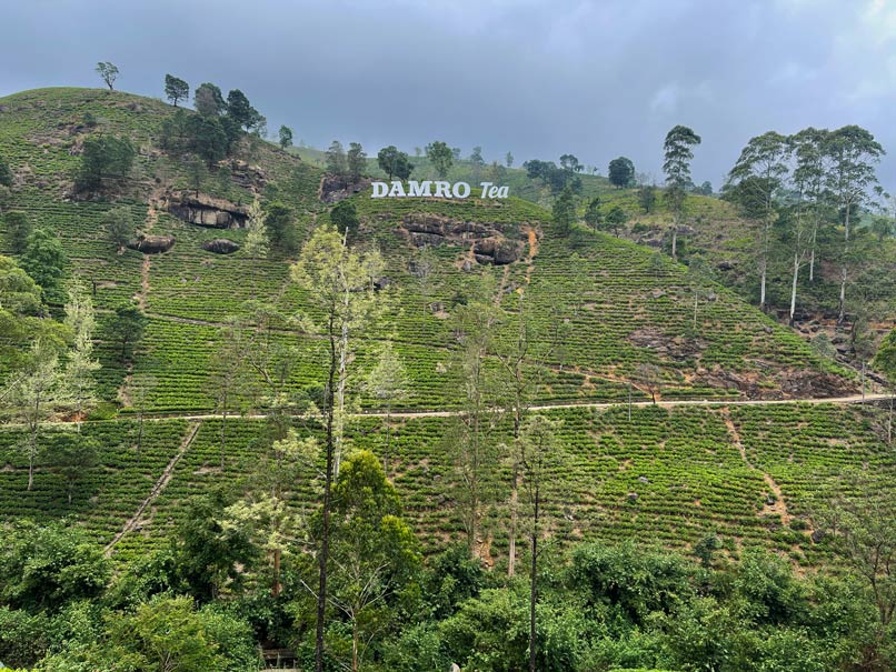 nuwara-eliya-reisetipps-teeplantage-damro