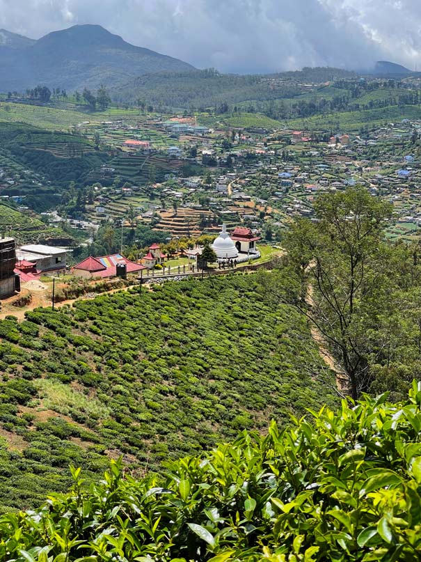 singletree-nuwara-eliya-sehenswuerdigkeiten-sri-lanka-mit-kindern