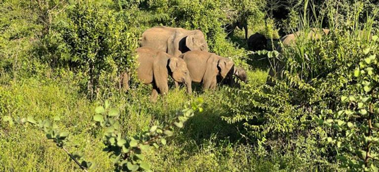 Mehr über den Artikel erfahren Rundreise Sri Lanka mit Kindern – Ideale Route und wichtige Sehenswürdigkeiten