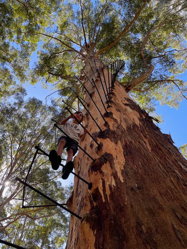 SĂĽdwesten Australiens - Highlights fĂĽr die 2-Wochen Rundreise ab Perth kind-klettert-auf-streben-eines-baumes-zum-feuerschutz