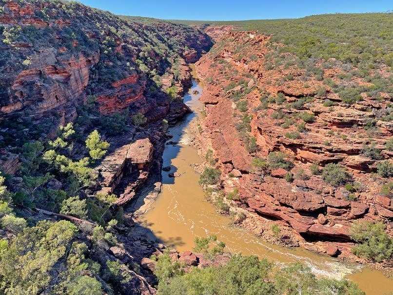 schlucht-aus-rotem-sandstein-teils-mit-niedrigem-gewaechs-gruen-bewachsen-in-der-mitte-fliesst-brauner-fluss-im-kalbarri-nationalpark-in-westaustralien