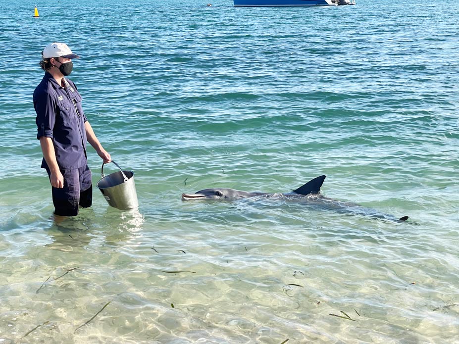 mann-steht-mit-eimer-voller-fische-im-meer-delfin-schwimmt-auf-ihn-zu-in-monkey-mia-waehrend-delfinfuetterung