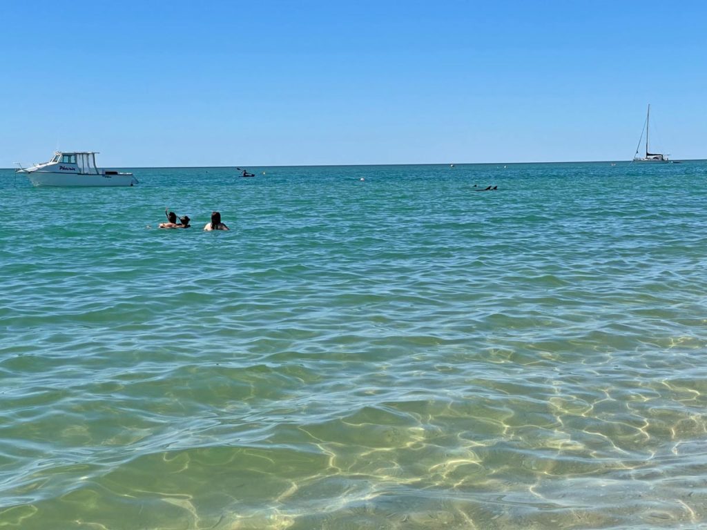 familie-schwimmt-in-monkey-mia-im-meer-in-der-ferne-sieht-man-einen-delfin-schwimmen