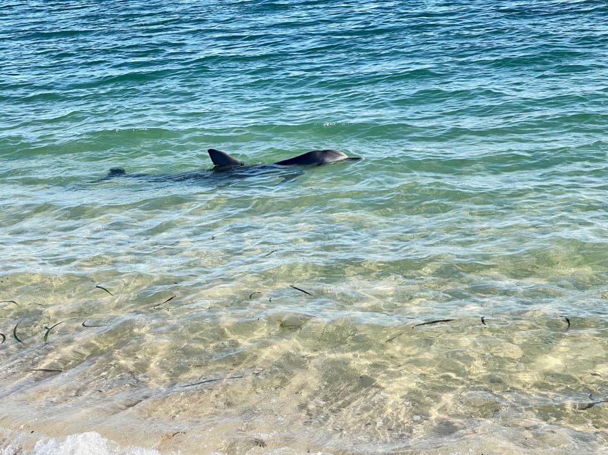 delfin-schwimmt-im-wasser-nah-an-der-oberflaeche-in-monkey-mia-westaustralien