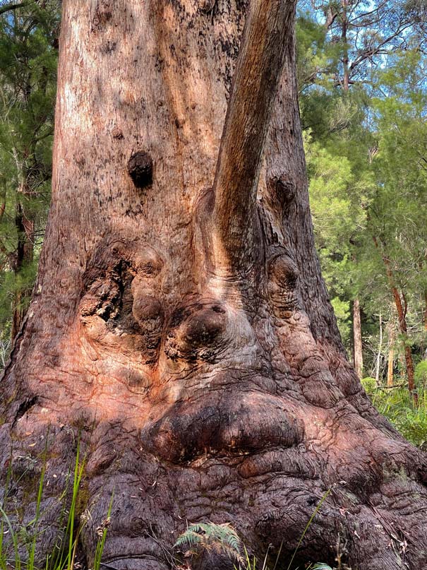 grandma-tingle-walpole-nationalpark