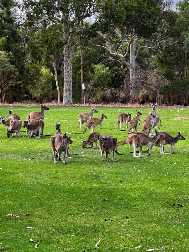 känguruh-yanchep-nationalpark-westernaustralia