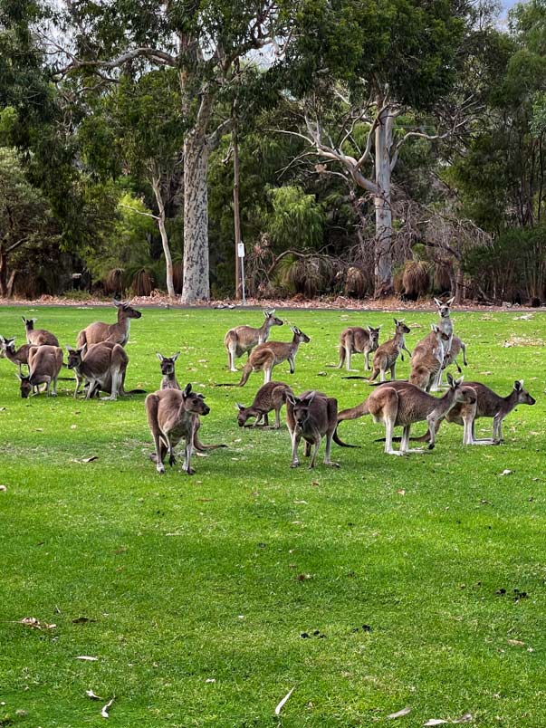 Ultimativer Guide für den Westaustralien Roadtrip viele-kaengurus-auf-gruener-wiese-im-yanchep-nationalpark