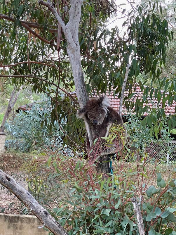 koala-yanchep-nationalpark-westernaustralien