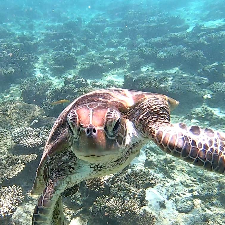 wasserschildkroete-schwimmt-im-wasser-und-blickt-direkt-in-die-kamera-aufgenommen-im-ningaloo-reef-in-west-australien