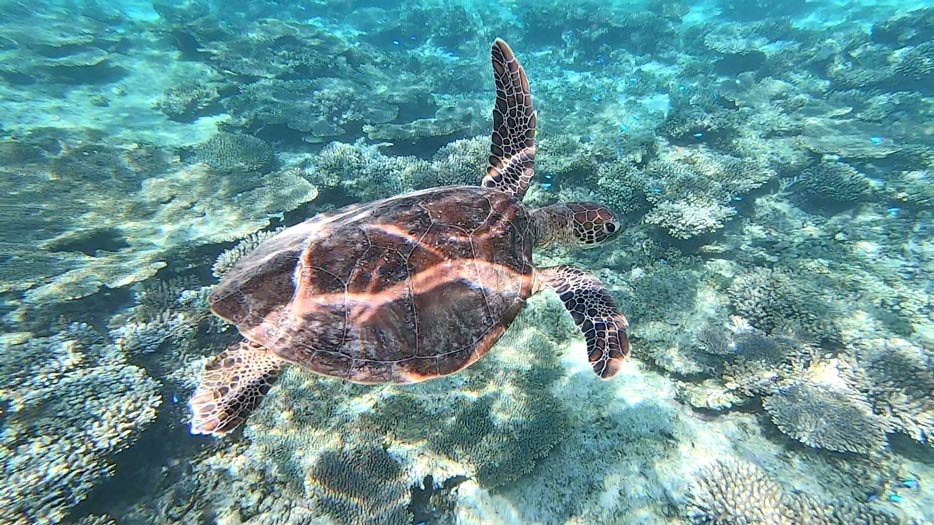 wasserschildkroete-schwimmt-im-schimmernden-wasser-im-ningaloo-reef-in-westaustralien