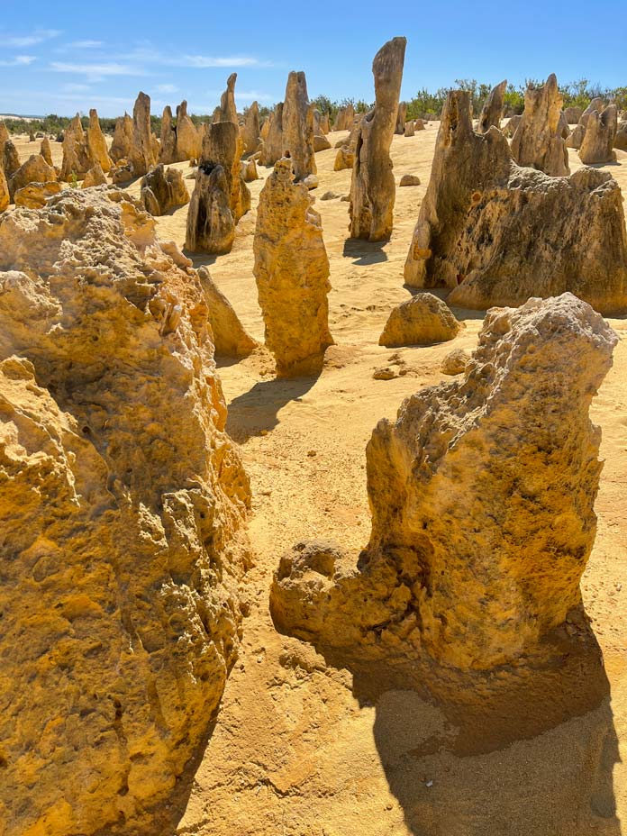 gelbe-kalkstein-formationen-auf-goldenem-sand-in-der-pinnacles-dessert-in-westaustralien