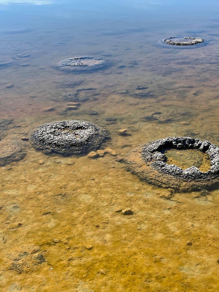 kreisfoermige-grau-farbene-lebende-fossilien-sogenannte-stromatolithen-im-wasser-auf-gelbem-boden-in-west-australien