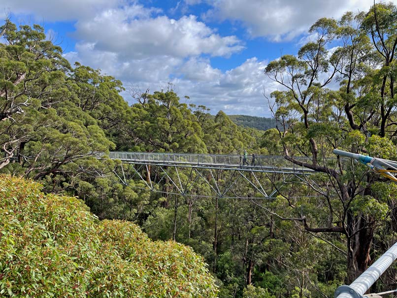 walpole-nornalup-nationalpark-tree-top-walk