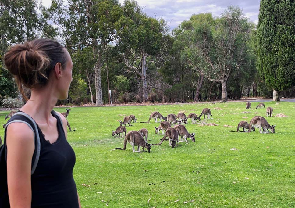 SĂĽdwesten Australiens - Highlights fĂĽr die 2-Wochen Rundreise ab Perth frau-blickt-auf-gruene-wiese-mit-vielen-kaengurus-in-australien