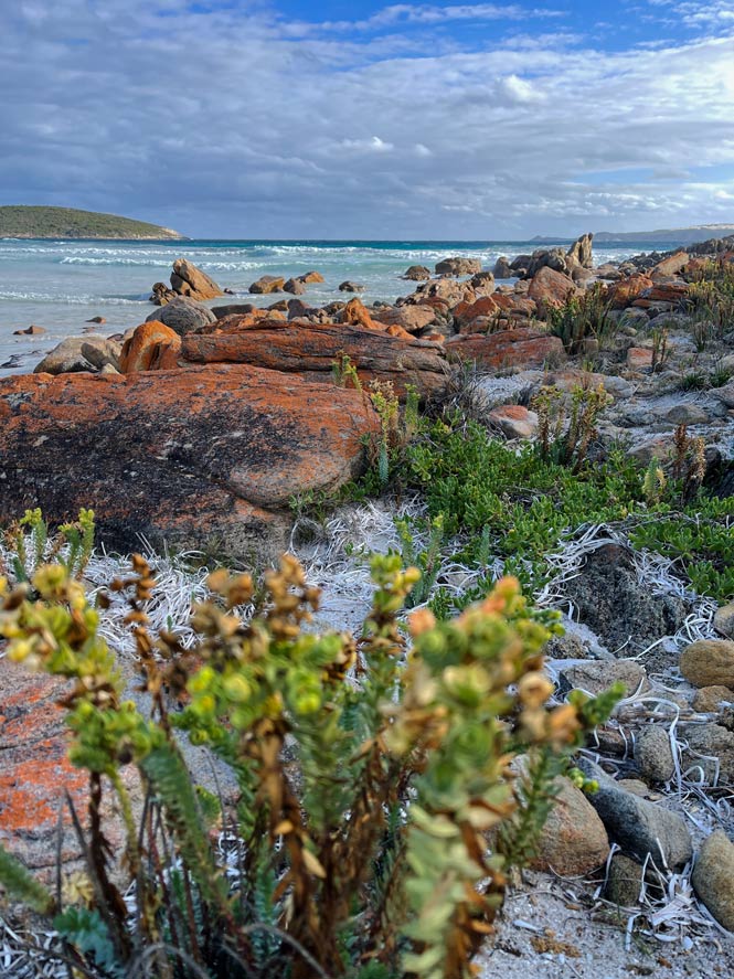SĂĽdwesten Australiens - Highlights fĂĽr die 2-Wochen Rundreise ab Perth bluehende-wildblumen-zwischen-felsen-am-strand-in-australien