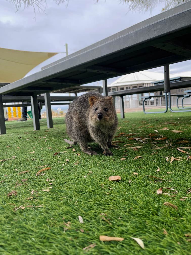 Ultimativer Guide für den Westaustralien Roadtrip quokka rottenest island western australia urlaub