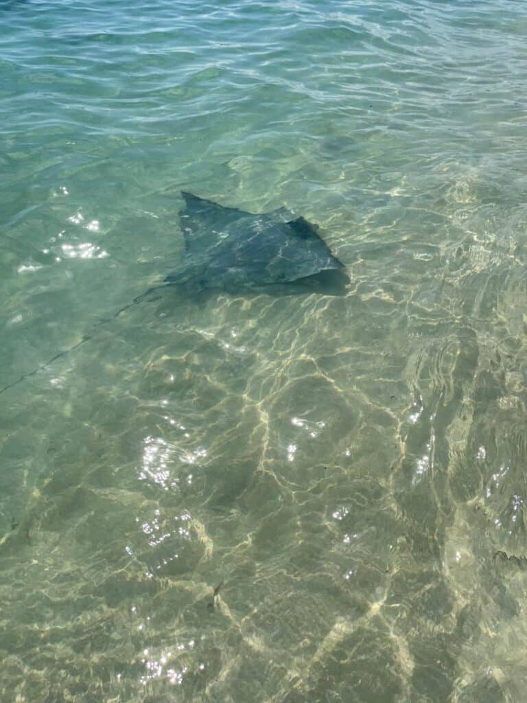 stachelrochen-im-klaren-wasser-an-der-hamelin-bay