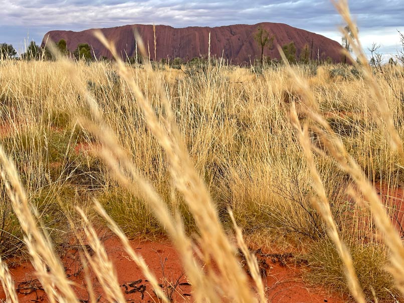 Roadtrip Northern Territory - Rundreise von Darwin zum Uluru blick-durch-im-wind-wehendes-getreide-auf-uluru