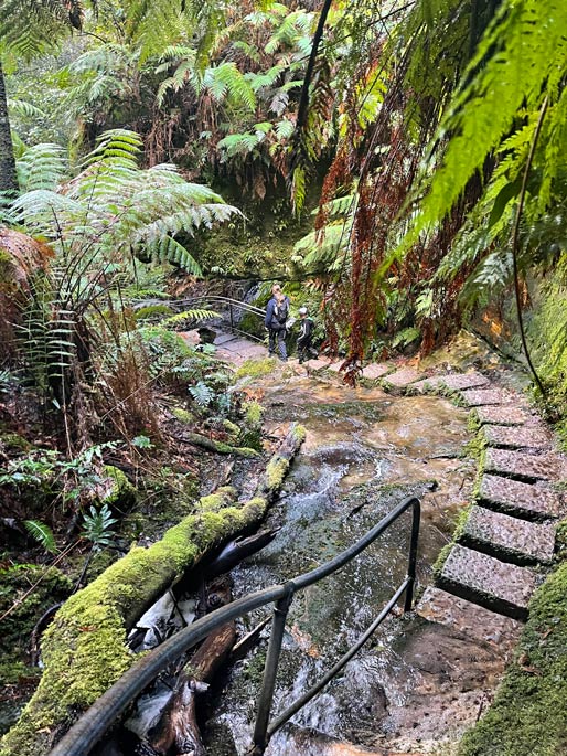 Blue Mountains in Australien - Naturparadies vor den Toren Sydneys kinder-laufen-treppen-am-grand-canyon-track-in-den-blue-mountains-herunter-zwischen-palmen-und-farnen