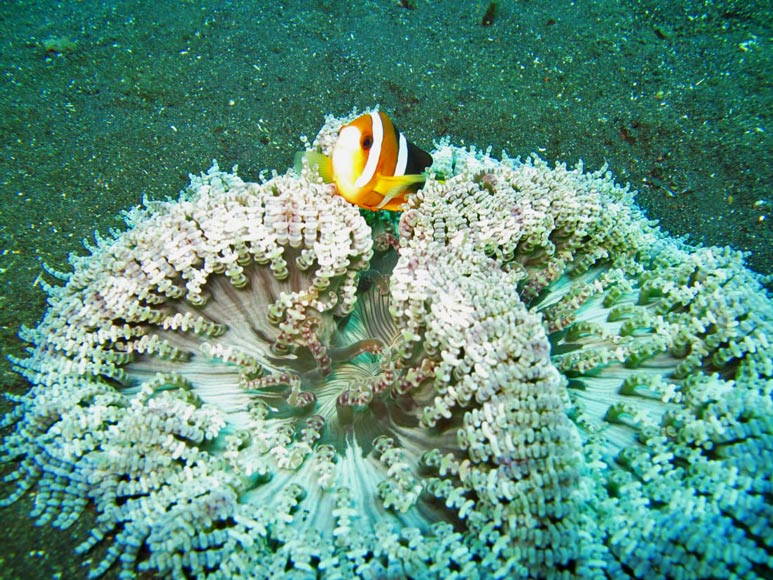 tolle-tauchspots-indonesien-amed-bali-nemo-clownfisch