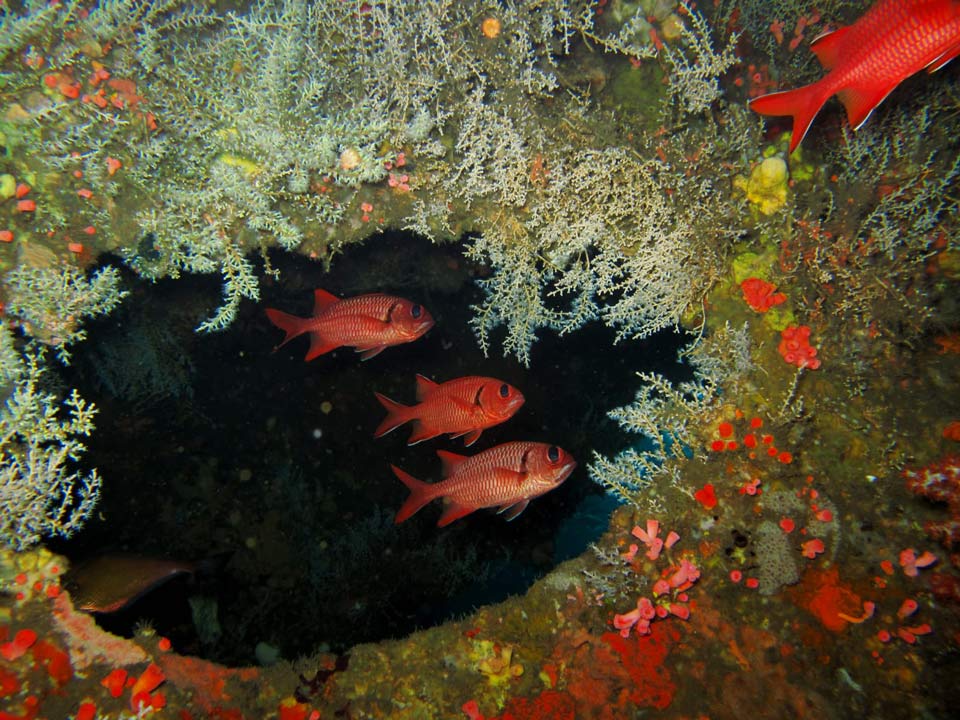 unterwasserwelt-indonesien-fische-bali-tauchen
