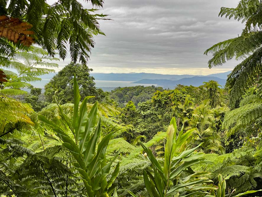 Daintree Rainforest - Tipps fĂŒr den Nationalpark in Queensland alexandra-lookout-im-daintree-regenwald-blick-vorbei-an-farnen-und-dschungel-auf-das-meer