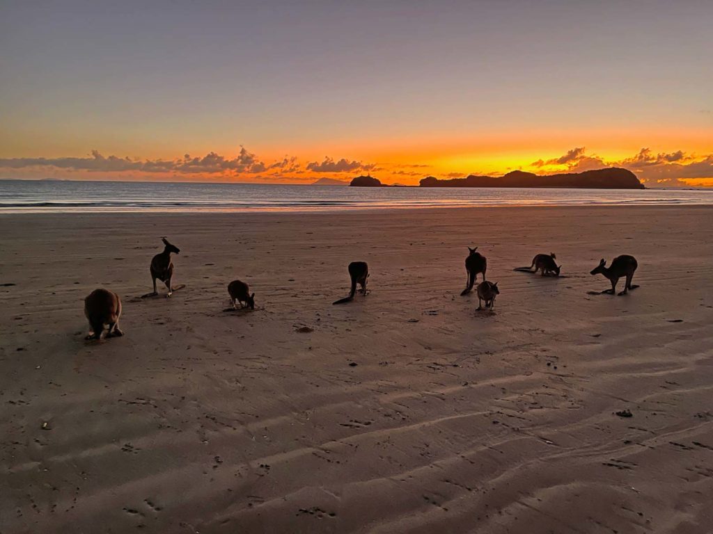 Route für den Roadtrip von Cairns nach Brisbane im Camper cape-hillsborough-nationalpark-kaenguru-am-strand-sonnenaufgang