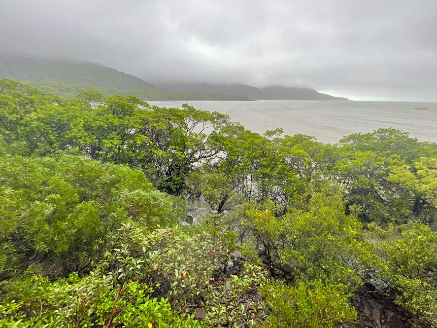 Daintree Rainforest - Tipps fĂŒr den Nationalpark in Queensland blick ĂŒber cape tribulation bei nebel ĂŒber die mangroven