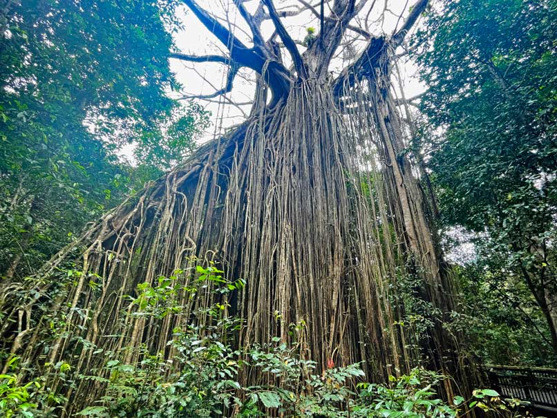 Route für den Roadtrip von Cairns nach Brisbane im Camper curtain-fig-tree-wuergefeige-atherton-tablelands-australien