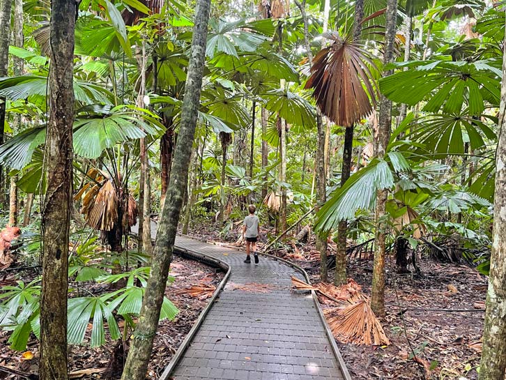 Daintree Rainforest - Tipps fĂŒr den Nationalpark in Queensland kind lĂ€uft auf steg durch den daintree rainforest