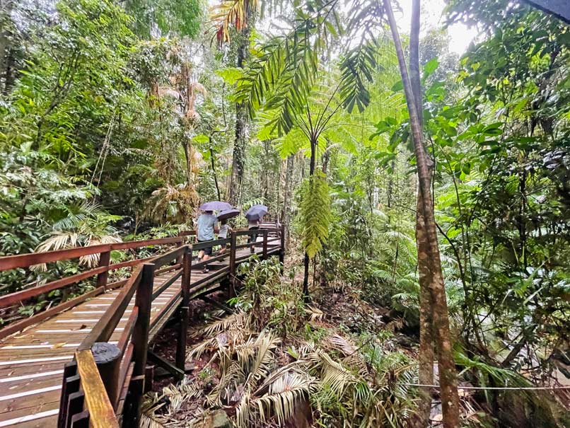 Daintree Rainforest - Tipps fĂŒr den Nationalpark in Queensland familie spaziert ĂŒber boardwalk durch den dschungel im daintree rainforest mit regenschirmen