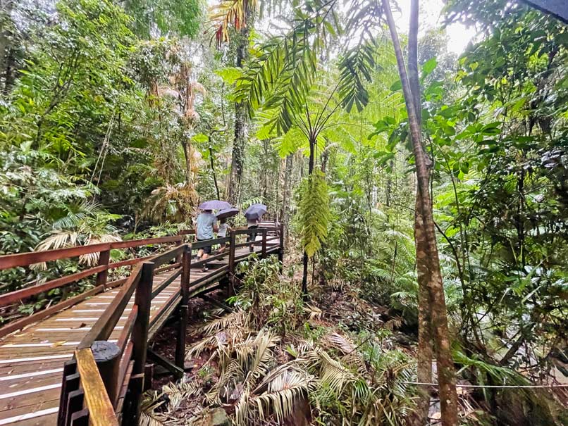 jindalba-boardwalk-daintree-regenwald-ostkueste-australien