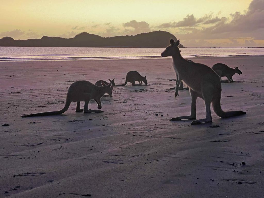 Route für den Roadtrip von Cairns nach Brisbane im Camper kaenguru-strand-australien-mit-kind-weltreise