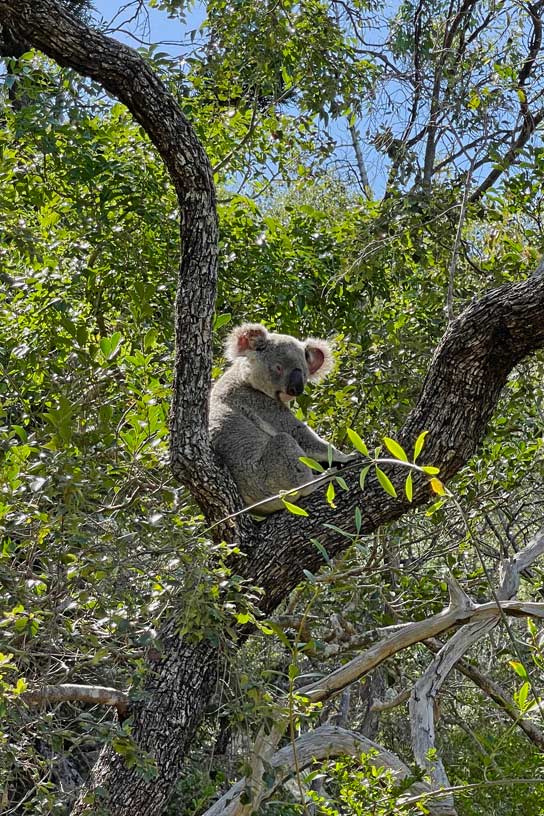 Route für den Roadtrip von Cairns nach Brisbane im Camper koala-sehen-ostkueste-australien-magnetic-island-ausflug-zu-fuß-per-bus
