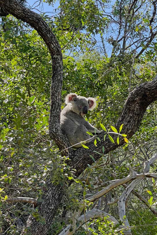 koala-sehen-ostkueste-australien-magnetic-island-ausflug-zu-fuß-per-bus