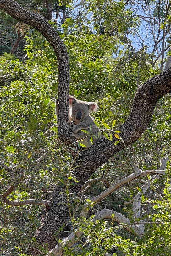 Route für den Roadtrip von Cairns nach Brisbane im Camper koala-ostkueste-australien-magnetic-island-mit-kind