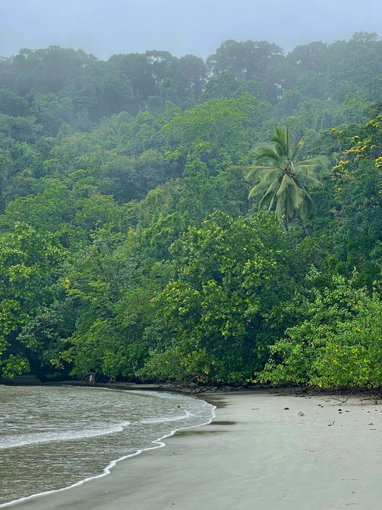 Daintree Rainforest - Tipps fĂŒr den Nationalpark in Queensland einsamer strand der direkt auf regenwald trifft am cape tribulation