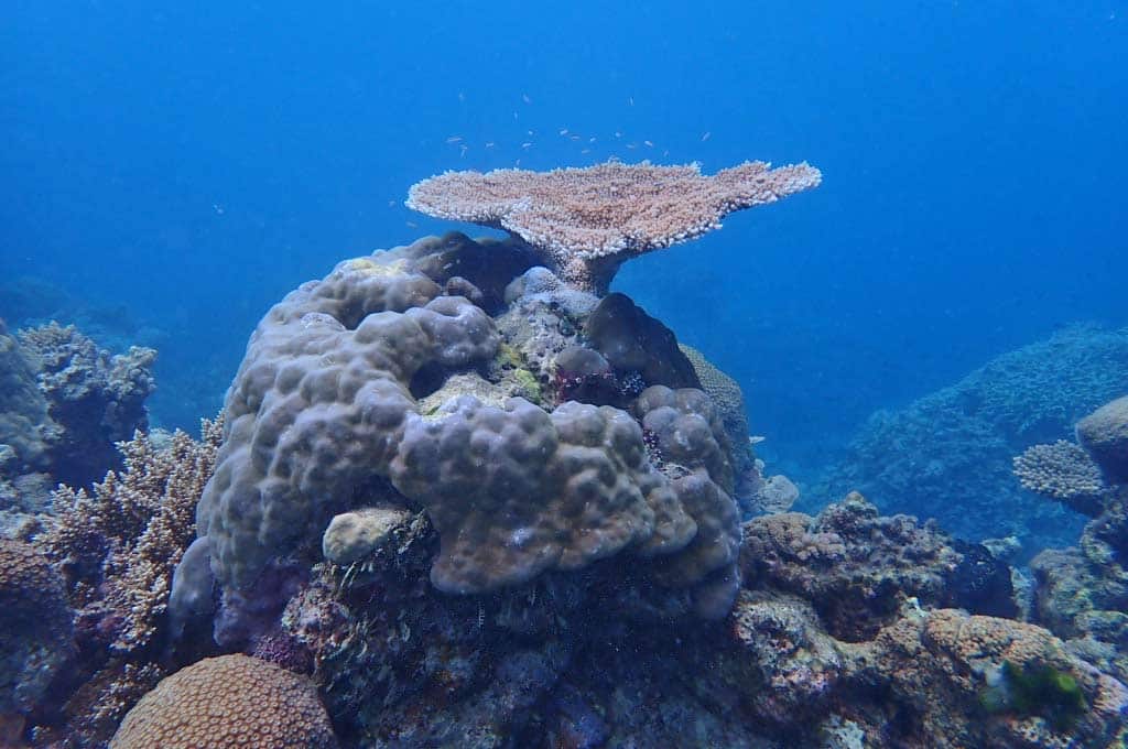 unterwasseraufnahme-koralle-great-barrier-reef-australien