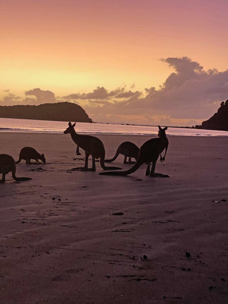 sonnenaufgang-strand-kaenguru-cape-hillsborough-australien