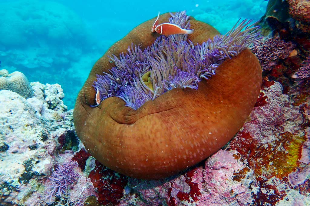 great-barrier-reef-australien-weltreise