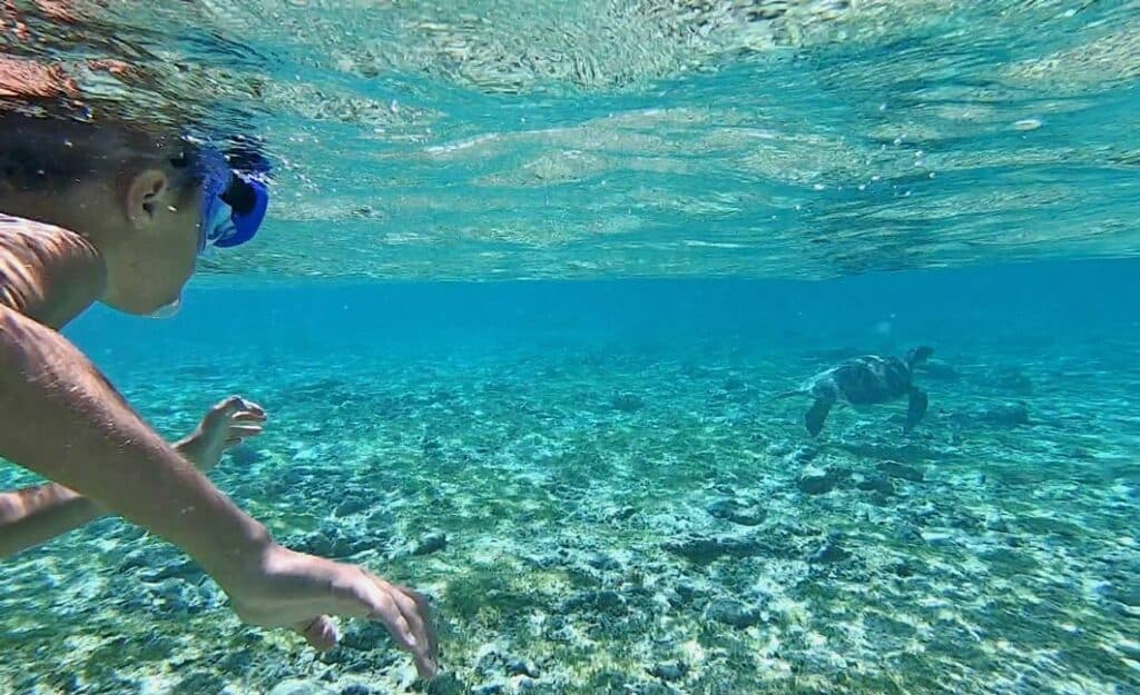 wasserschildkroete schnorcheln gili inseln mit kind