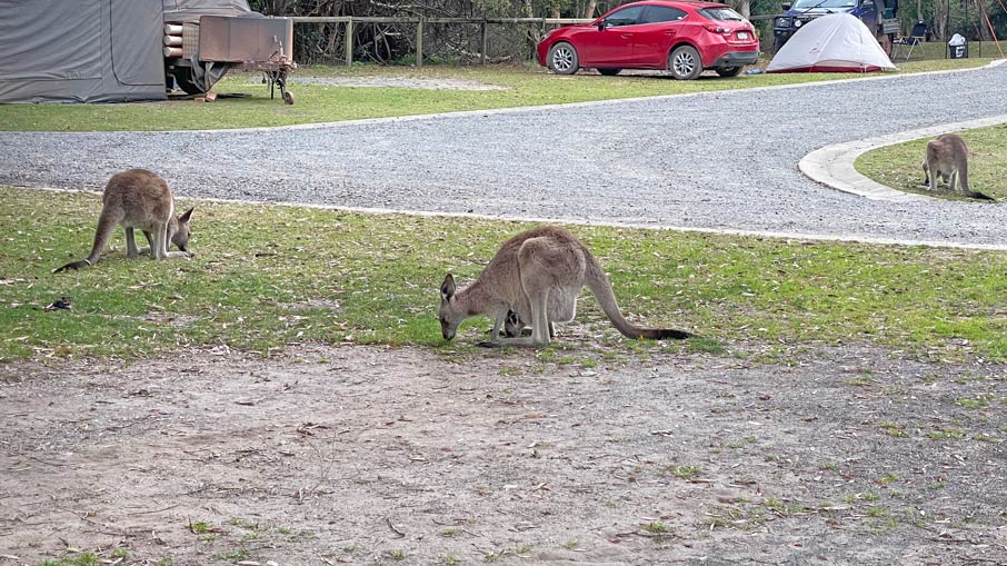 kängurus auf einem campingplatz in australien
