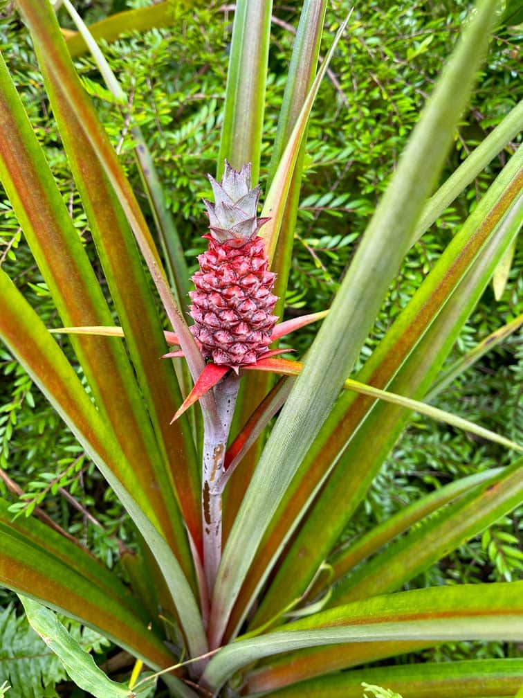 Fotoparade 2022 - die schönsten Bilder unseres Weltreisejahres baby-ananas-obst-fotoparade-2022