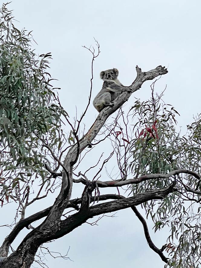 koala-auf-baum-raymond-island-australien-mit-kind-von-sydney-nach-melbourne