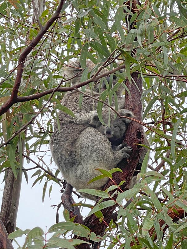 koala-mit-baby-raymond-island-australien