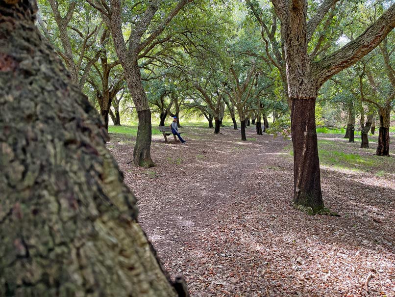 national aboretum canberra mit kindern korkeiche