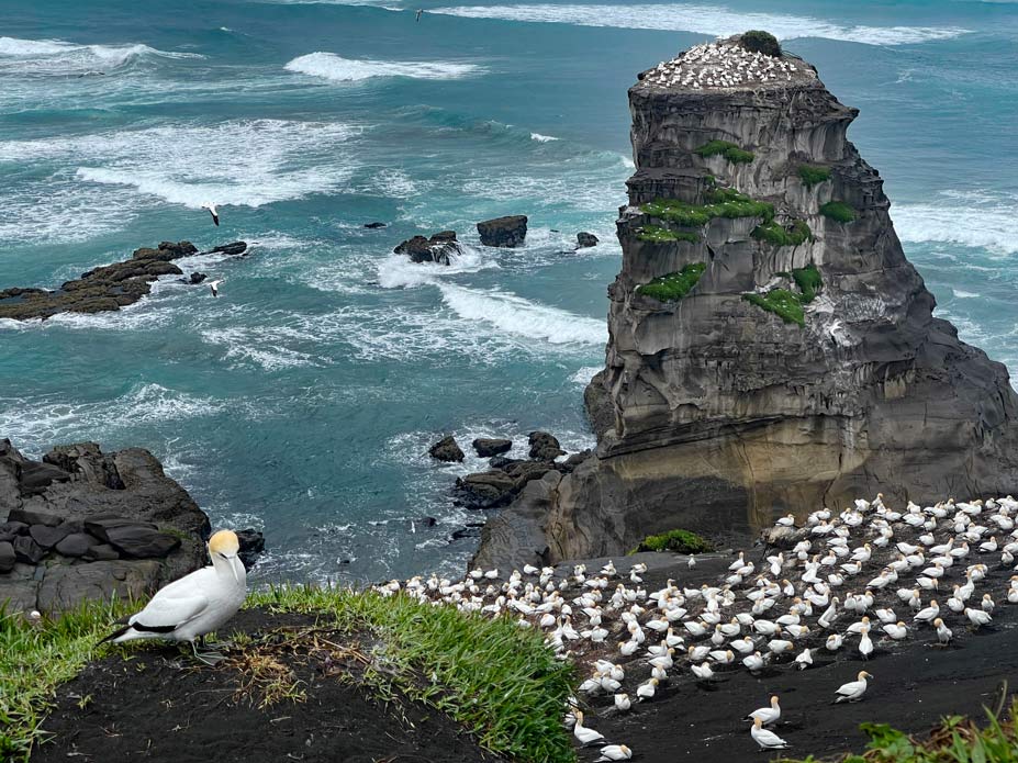 Route Nordinsel Neuseeland - 7 unvergessliche Highlights für euren Roadtrip mit Mietwagen oder Camper felsen-mit-nistenden-voegeln-am-meer-neuseeland-nordinsel-route