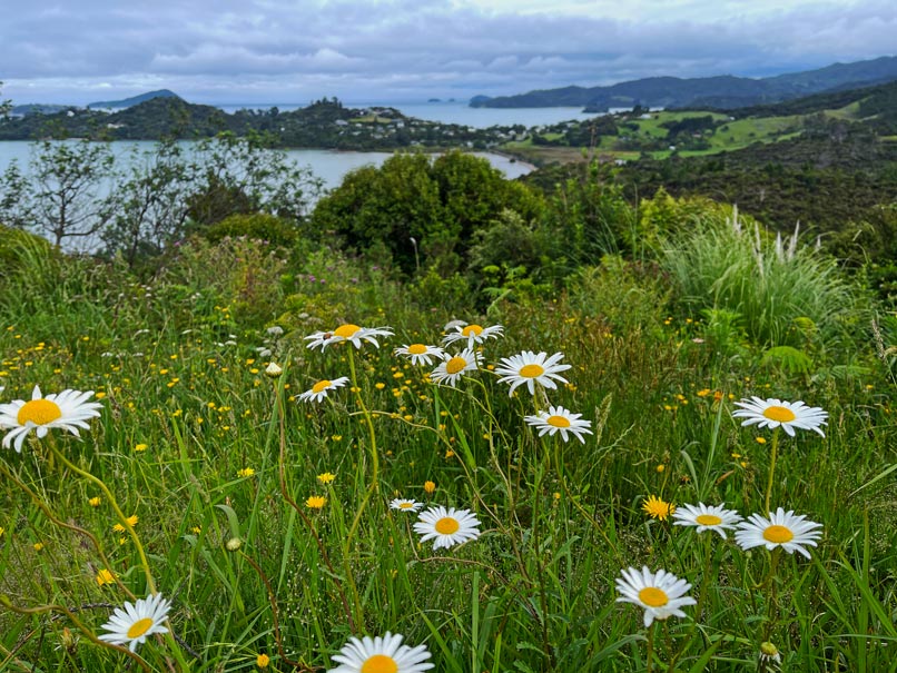 blick-vom-pa-lookout-ueber-die-gruene-wiese-mit-blumen-auf-vorgelagerte-insel-coromandel