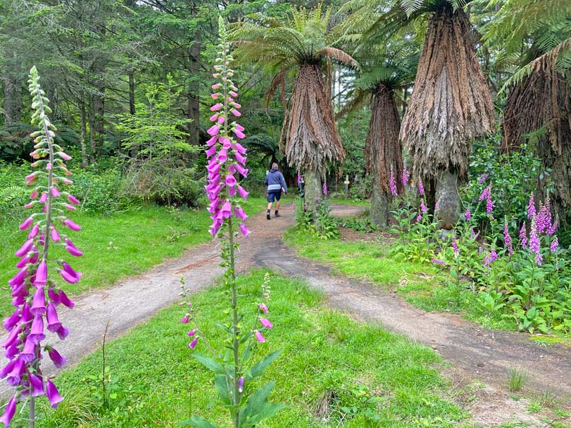 neuseelaendischer-wald-farne-rotorua-kostenlose-sehenswuerdigkeiten-mit-kind-pohaturoa-track-