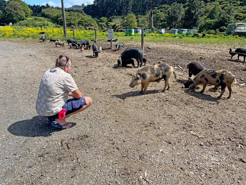 schweine-auf-der-strasse-neuseeland